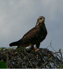 Snail Kite